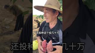 三老板来到两百亩红薯基地，助农行动，温暖心房，托起农民丰收希望！乡村振兴 三农 新农人 红薯种植 红薯🍠