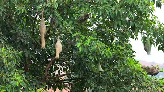 １万羽近いキムネコウヨウジャクが川辺に生息　雲南省昌寧県