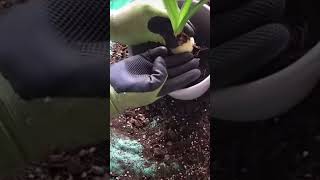 Как правильно посадить луковицы ГИППЕАСТРУМА #просто #plant #gardening #plantingflowers