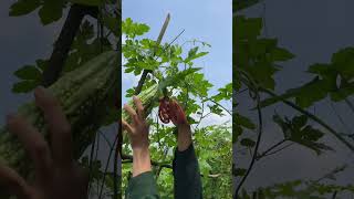 FRUIT PICKING, HARVESTING LUNCH FRUIT   #farm #gardenfarmlife #farming#farmharvest #satisfyingvideo