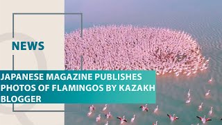 Japanese magazine publishes photos of flamingos by Kazakh blogger. Qazaq TV News