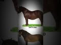 Horse breeds | part 1 | thanks Bella_Brooks for the clip (TikTok) || #equestrian #horse #viral