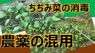 【害虫対策】アオムシ・コナガ・ヨトウムシ　ちぢみ菜の消毒　農薬の混用