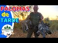 🔷​ Madrid 2024 Hunting in mid-season | 📽️ | Wood pigeons on the go ​👆🏻​👆🏻​👆🏻​