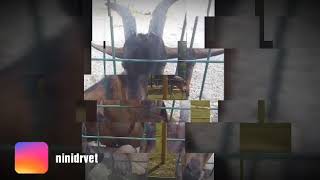 Zoo skopje 2019 (new baby pony and monkeys)