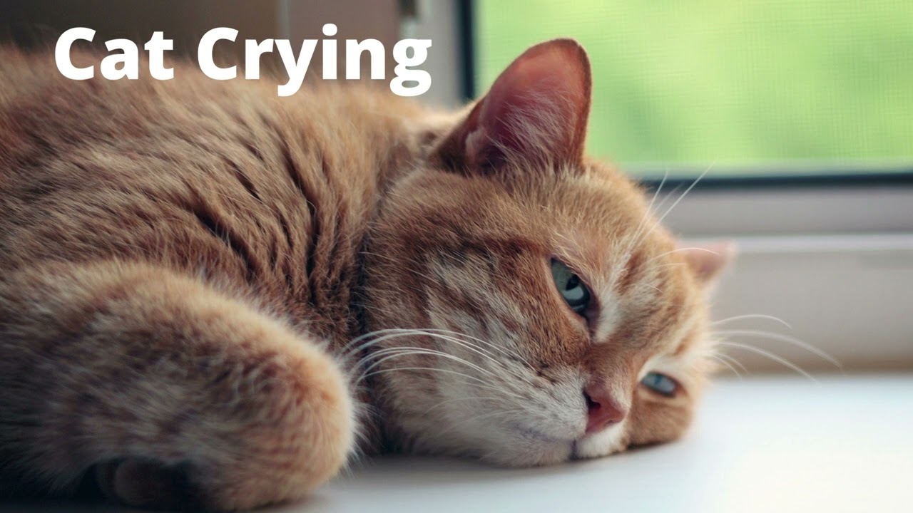 Cat Crying Sound Effect Youtube