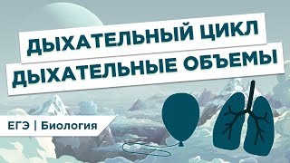 Что такое ДЫХАТЕЛЬНЫЙ ЦИКЛ И ОБЪЕМЫ l ЕГЭ Биология | Даниил Дарвин | Вебиум