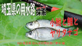 【小物釣り】埼玉県 田んぼの中の用水路にハマる【smallfishing/微魚釣玩】