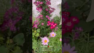 【SD動画】2024年5月31日  薔薇が満開です。 #flowers #garden #癒し#自然 #naturelovers #薔薇は美しく散る #ばらの花 #rosegarden