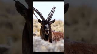 Simien Mountain National Park //የሰሜን ተራሮች ብ ብሔራዊ ፓርክ ET