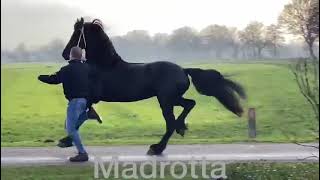 Black stallion| Horse of Essa stud farm|madrotta| Attock