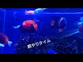 【餌やり】 海水魚の餌やり🐠