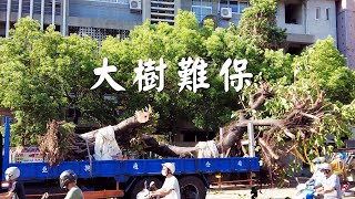 【樹木保護】大樹難保｜樹木在城市的困境 (我們的島 1120集 2021-08-30)