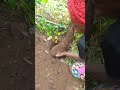 a young graduate making millions from yam cultivation in cameroon