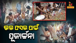 Kalahandi: Bihan Yatra Celebrated For Better Yield | NandighoshaTV