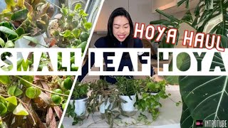 HOYA HAUL | Small Leaves Hoya comparison | Import growth updates | Hoya care tips  | AmThai Orchids