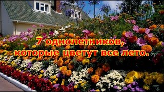 Топ 7 однолетников которые цветут все лето