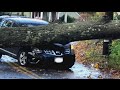 Wilmington Couple Unharmed After Tree Falls On Car