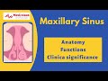 Maxillary sinus - Anatomy l Paranasal sinus l Mediklaas