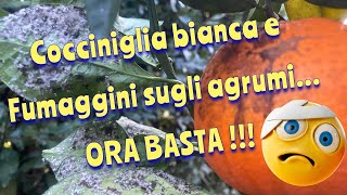 Basta Cocciniglie e Fumaggini sulle nostre piante di agrumi!🍋🍊