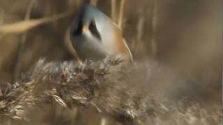 Natural World - Bearded tit in Essex