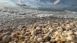 Seashells on Sanibel Island, Abundance of Seashells, Shelling on Sanibel Beach, Florida Conch