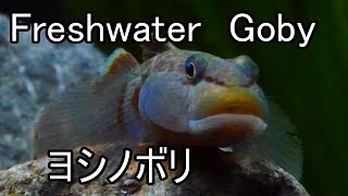 【水槽145】ヨシノボリの混泳水槽 Freshwater Goby