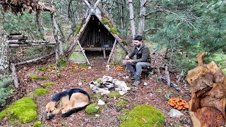 MUSHROOM ADVENTURE in SOLO CAMPING- Delicious cooking method of Lactarius salmonicolor mushrooms