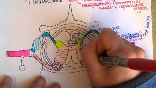 Spinal Cord