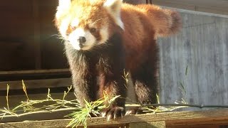 風太君と飼育員さん（千葉市動物公園）