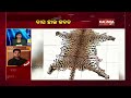 tiger skin smuggling racket busted in nuapada two arrested kalingatv