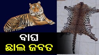 Tiger Skin Smuggling Racket Busted In Nuapada, Two Arrested || KalingaTV