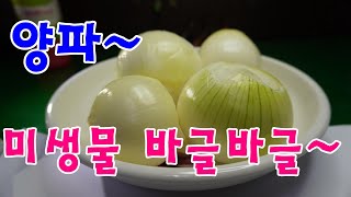 양파 미생물 바글바글/양파 기생충 검사/건강한 음식 양파