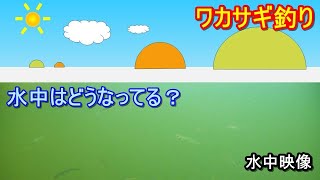 ワカサギ釣り【水中映像】