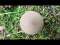 common puffball lycoperdon perlatum identification culinary bioactive compounds