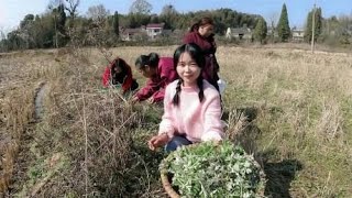 春天来了，田野里的艾叶疯长，村里人都很喜欢，大家抢着来采摘！