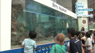 ソニービル(東京・銀座) 42nd Sony Aquarium 2009 ハイビジョン沖縄美ら海水族館1