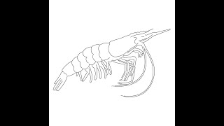 Free Shrimp Coloring Pages! 🦐