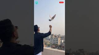 Maari pigeon lover's 😍 Kabutar ka attitude viral short || #shorts #ytshorts #pigeonstatus #video
