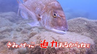 西伊豆黄金崎でまったりダイビング！目の前にいる魚たちとのんびり遊んできました