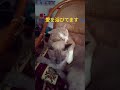 愛情表現 shorts 癒し cat ねこ