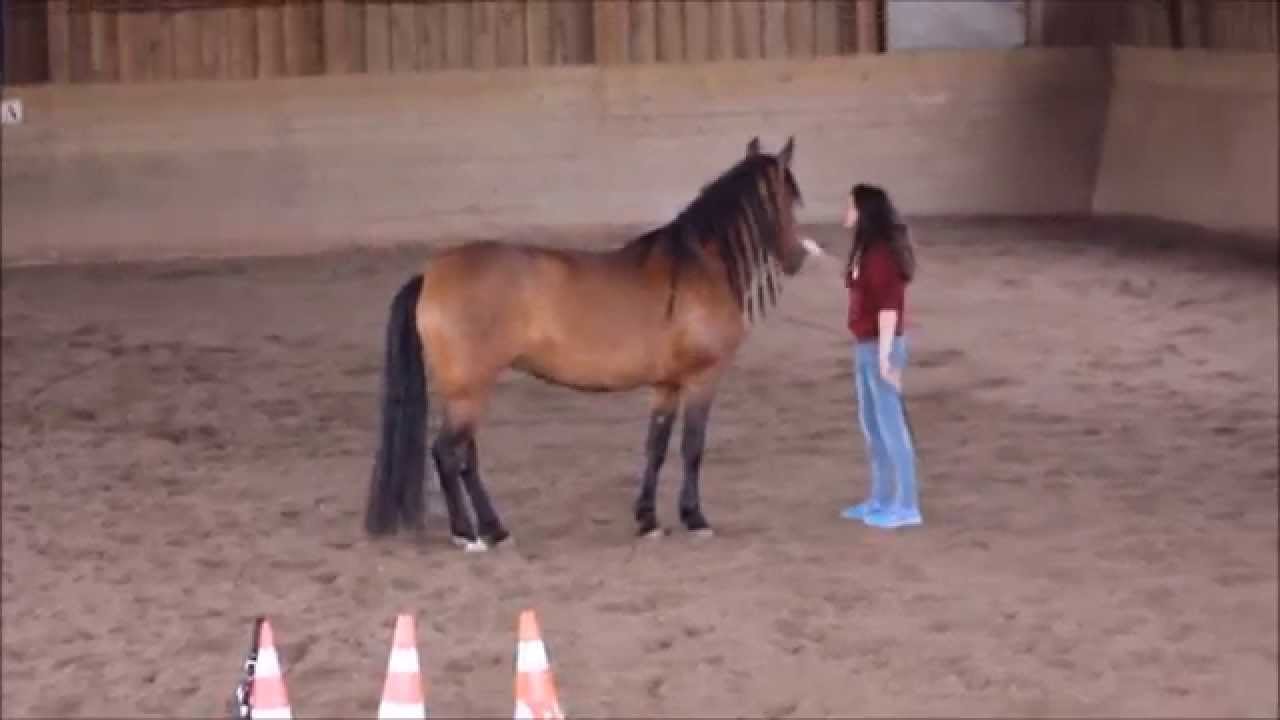 Freiheitsdressur 2 Youtube