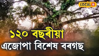 ২০ বছৰীয়া এজোপা বিশেষ বৰগছ,বহু ইতিহাসৰ সাক্ষী হৈ আছে গছডাল #local18