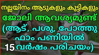 നല്ലയിനം ആടുകളും കുട്ടികളും,, ജോലി ആവശ്യമുണ്ട് (ആട്, പശു, പോത്തു ഫാം പണിയിൽ 15വർഷം പരിചയം