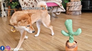 Dogs react to a taking cactus! [HILARIOUS REACTIONS]