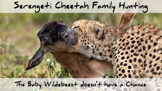 Serengeti Cheetah Family Hunting - The Baby Wildebeest doesn't have a Chance (4K)