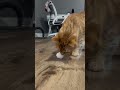 Worlds First catnip Snowball