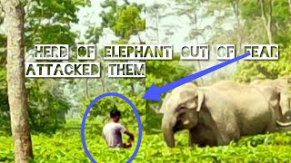 PEOPLE OFFERING BANANA AND HERD OF ELEPHANT OUT OF FEAR ATTACKED THEM 🏃🏃🏃🐘🐘🐘🐘🐘