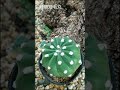 サボテン エキノプシス属 4品種 echinopsis