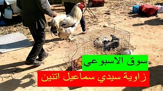 دورة في سوق إتنين زاوية سيدي سماعيل2022/5/9 أتمنة الدجاج فيومي و بيبي الديك رومي 🦃🐓🐔